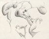 Deformed Shark Embryo, 1997