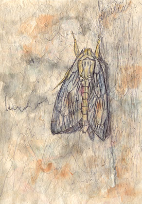Mothra, watercolour 2003