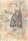 Mothra, 2003