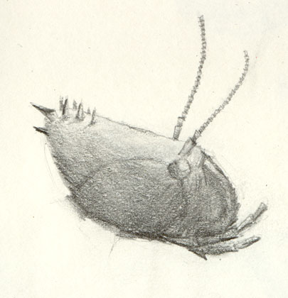 Stick Insect Head, pencil drawing 1996